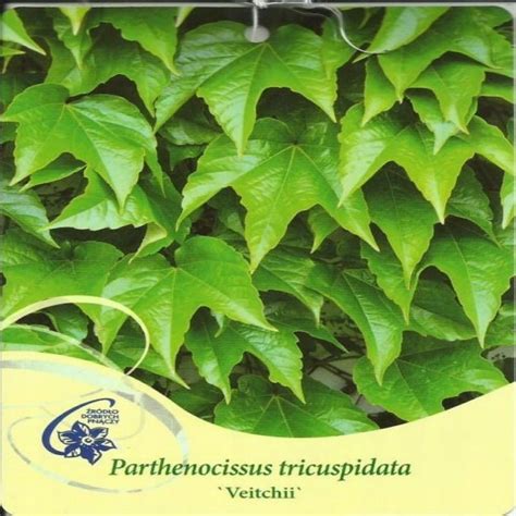 Winobluszcz Tr Jklapowy Veitchii Parthenocissus Tr