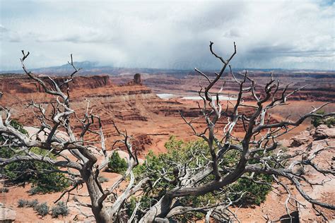 "Desert Landscape" by Stocksy Contributor "Juno" - Stocksy