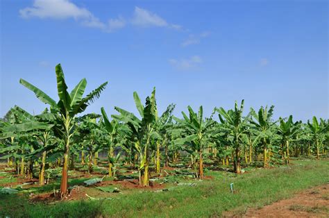 Cultivo de banana da terra garante lucro Revista Campo Negócios