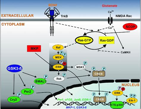 Schematic Outline Of Intracellular Ras Signaling Pathways In The