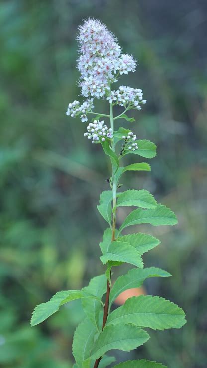 Spiraea Alba Meadowsweet 3 Gallon Catskill Native Nursery Catalog