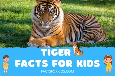 32 Tiger Facts for Kids That Will Make You Go WOW! – Facts For Kids