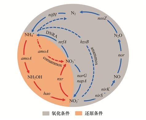 氮沉降对热带亚热带森林土壤氮循环微生物过程的影响研究进展