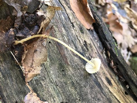 Mycena Citrinomarginata From Indiana Dunes State Park Chesterton IN