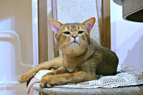 Abyssinian Cat Breed Information What You Need To Know In 2023 Catplanning