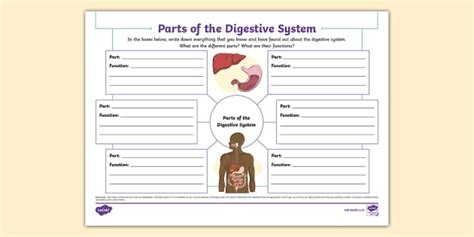 Parts Of The Digestive System Mind Map Teacher Made