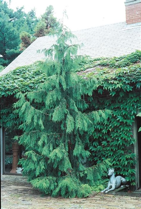 Weeping Alaskan Cedar Plants Bulbs Seeds At Lowes