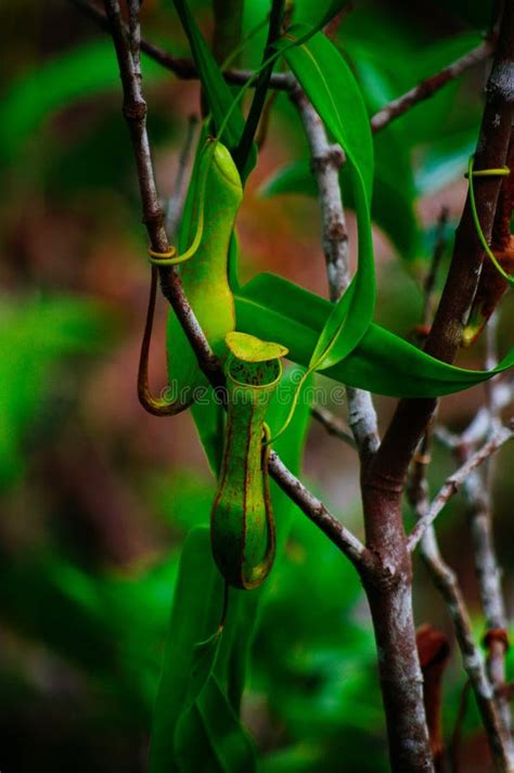 Planta De Jarra Carn Vora Albomarginata Del S De Nepenthe En La Selva