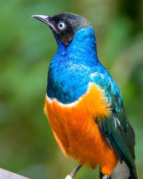 28 Amazing Blue Birds With Orange Chests