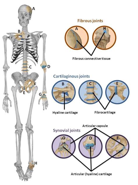 30 HD What Are Examples Of Pivot Joints - insectza