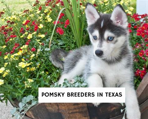 5 Best Pomsky Breeders in Texas! (2024) - We Love Doodles