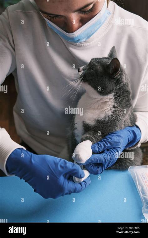 Pata vendaje veterinaria fotografías e imágenes de alta resolución Alamy