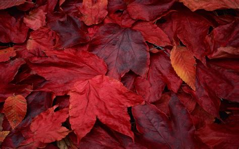 Red Maple Leaves Fall Hd Wallpaper Wallpaper Flare