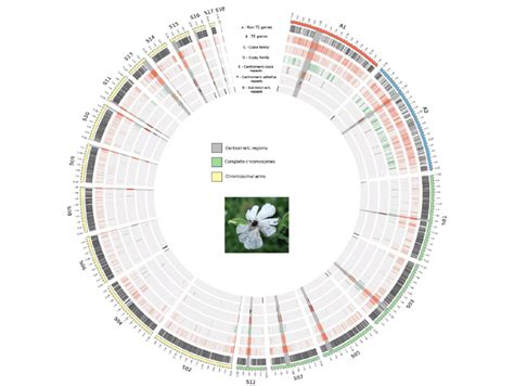 Microbial Whole Genome Sequencing Pacific Biosciences