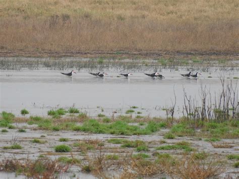 Black Skimmer from Chascomús AR BA AR on July 31 2022 at 12 33 PM by