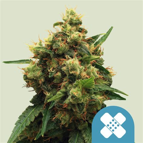 Acheter Graines De Cannabis CBD De Painkiller XL Royal Queen Seeds