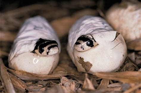 Guindy Snake Park, Snake Park Guindy in Chennai, Guindy Park