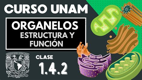 🌱 Organelos Celulares Estructura Y Función Parte 2 Examen Unam