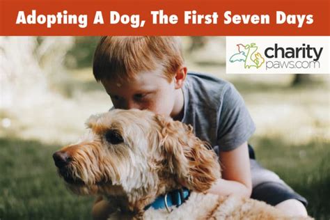 Adopting A Rescue Dog The First 7 Days And What To Expect