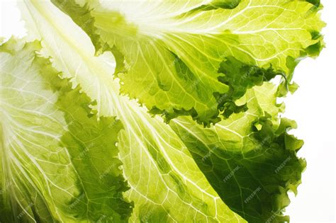 Premium Photo Close Up Of Fresh Green Leaf Lettuce On White Background