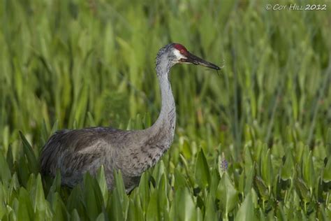 Country Captures: Florida Cranes & South Carolina Gators