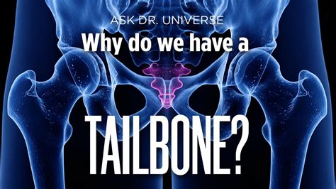 Ask Dr Universe Why Do We Have A Tailbone The Spokesman Review