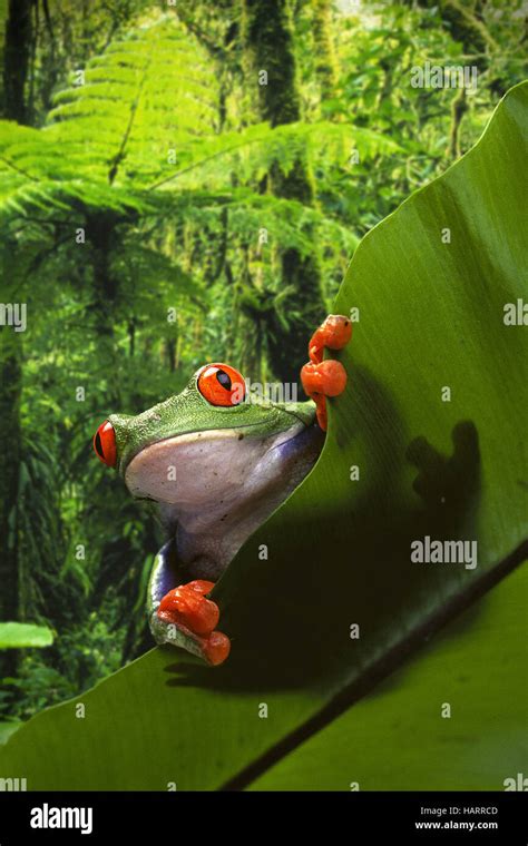 Red Eyed Tree Frogs High Resolution Stock Photography And Images Alamy