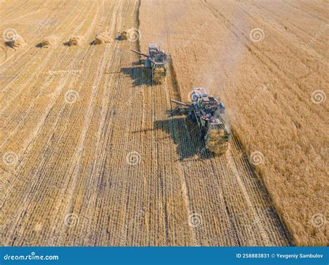 Harvest Wheat Grain And Crop Aerial View Harvesting Wheat Oats Barley