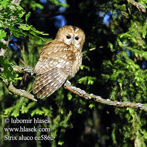 Strix aluco Tawny Owl Waldkauz Chouette hulotte Cárabo Común puštík