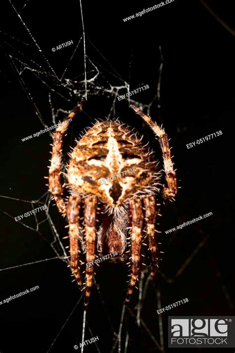 Darwin's bark spider (Caerostris darwini), orb-weaver spider that ...