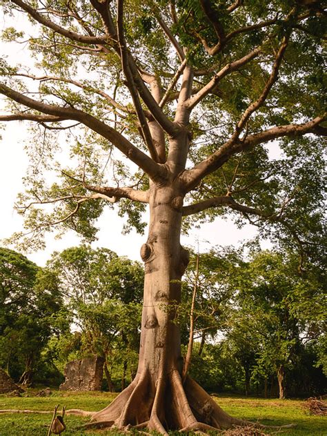 Kapok Silk Cotton Tree Ceiba Pentandra Urban Tropicals