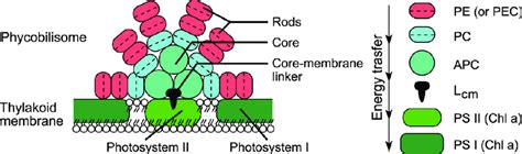 Schematic Drawing Of Photosynthetic Apparatus And Energy Transfer In