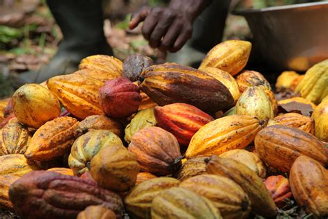 Cacao Ivoirien 6 Milliards De FCFA Pour Recenser Les Vergers Et Les