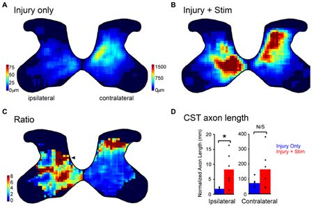 Frontiers Motor Cortex Electrical Stimulation Augments Sprouting Of