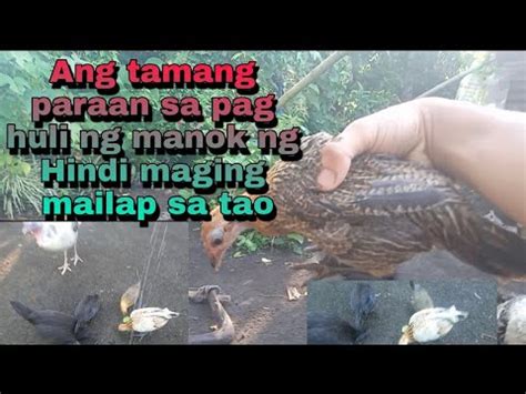 Part Ang Tamang Paraan Sa Pag Huli Ng Manok Upang Hindi Mailap Upang