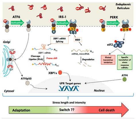 Biomolecules Free Full Text Er Stress And Unfolded Protein Response