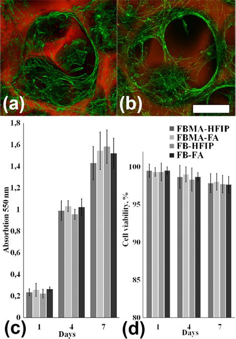 3T3 Murine Fibroblasts On Macroporous FBMA Sponges A B 3D