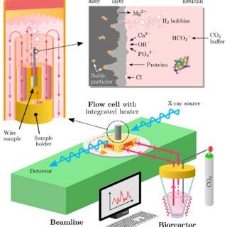 Three Dimensional Isosurfaces Depicting The Segmentation Of The