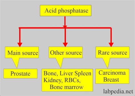 Acid Phosphatase And Prostatic Phosphatase Labpedia Net