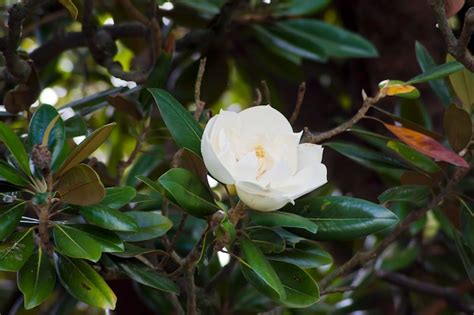 Premium Photo | White magnolia flower