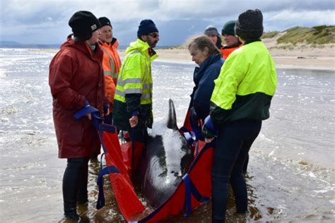 Bangkok Post Whale Rescuers Face Grim Task In Australia Mass Stranding