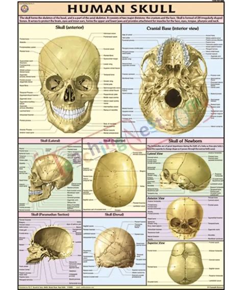 Human Skull Chart Synthetic Wall Sticking Teachingnest