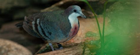luzon bleeding heart