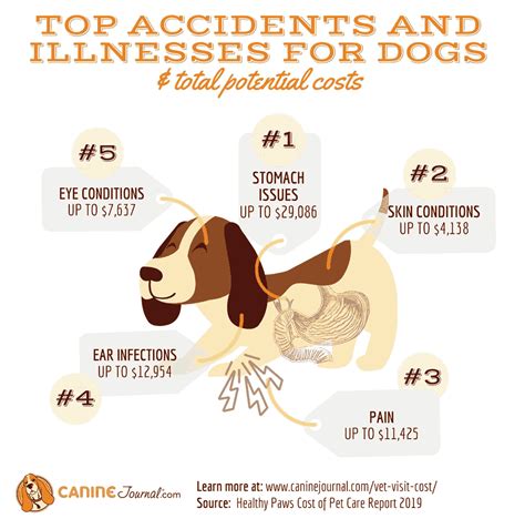 How Much Does A Vet Visit Cost List Of Common Expenses