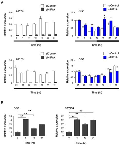 The Effect Of Inhibiting Hif On The Circadian Like Rhythm Of Dbp