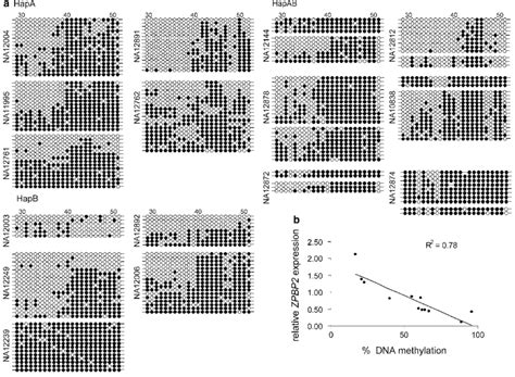 Variable Dna Methylation Of Zpbp2 Exon 1 Dewnes Zpbp2 Expression