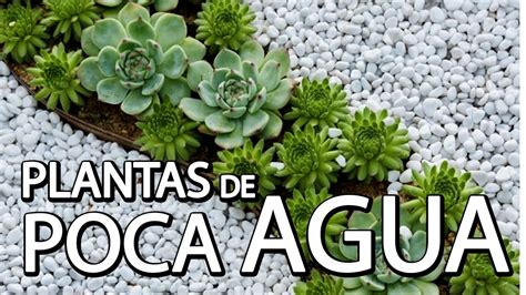 Plantas De Poca Agua Youtube