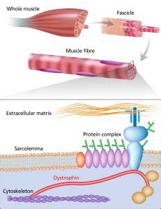 Rare Disease Day 2021 A Spotlight On Duchenne Muscular Dystrophy