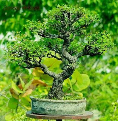 Bonsai Asam Belanda Asem Londo Wikynesia