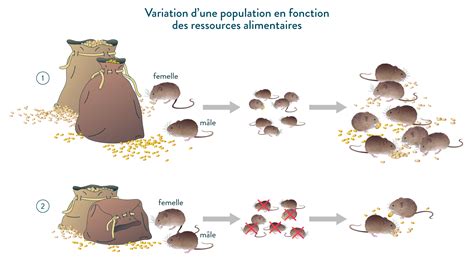 Influence Du Milieu Sur La Reproduction Sexuée Cours 5eme Svt